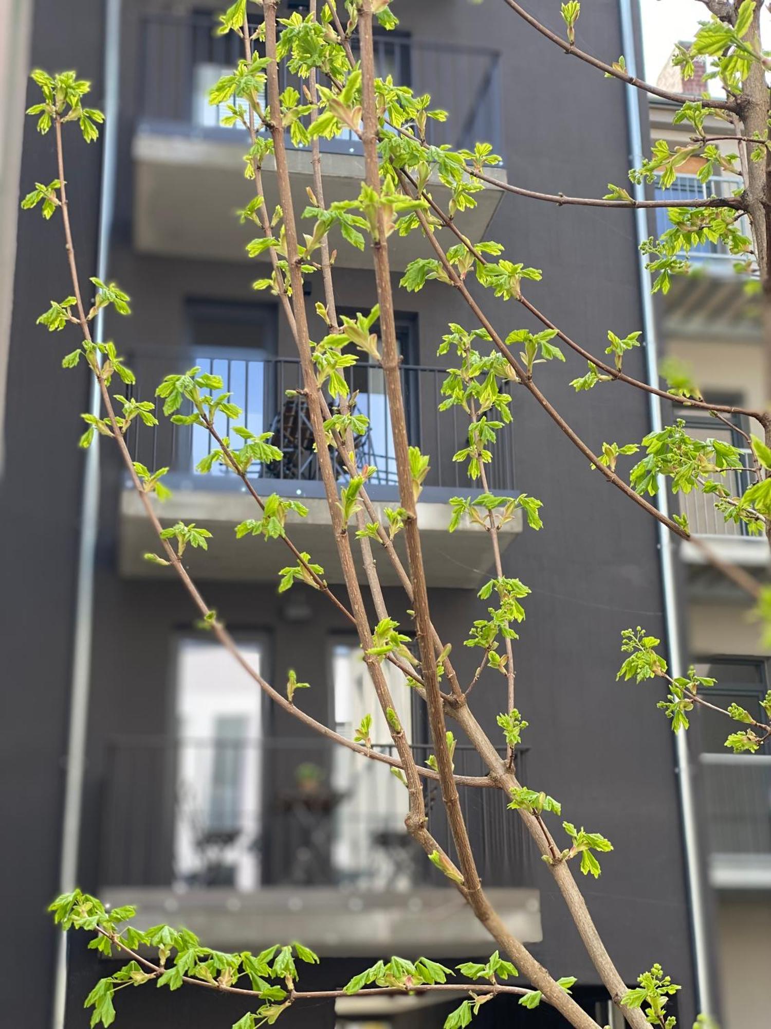 Eiwelhome - Stilvoll, Urban-Ruhig Schlafen, Bahnhofsnah, Balkon Erfurt Eksteriør bilde